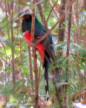 Elegant Trogon male, Mexico